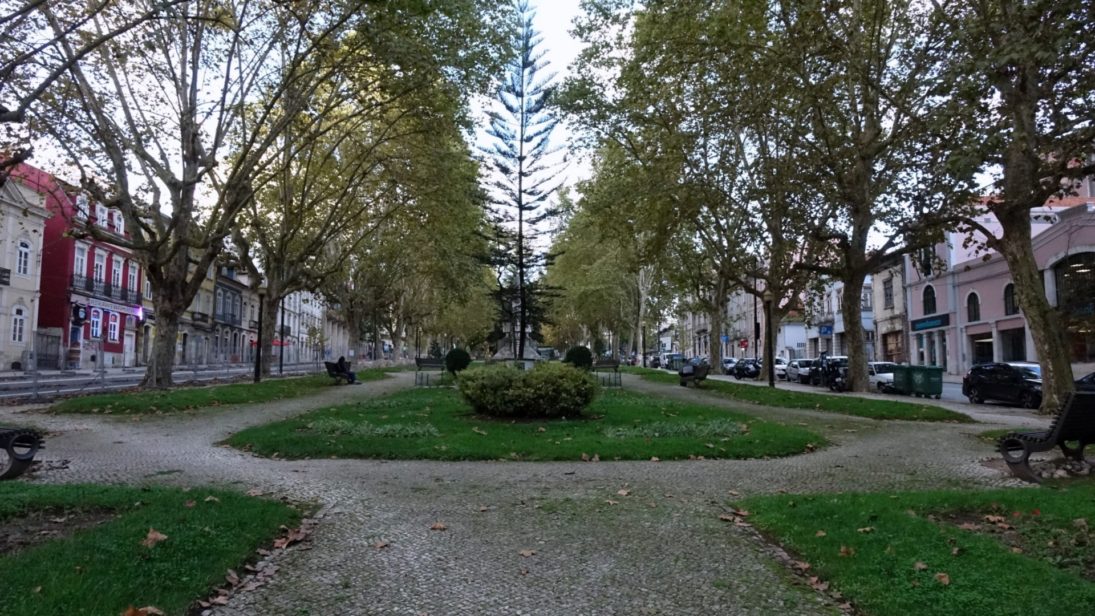 CM de Coimbra avança com intervenções de manutenção nos plátanos na Av. Sá da Bandeira